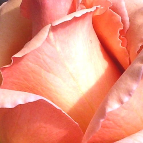 Comanda trandafiri online - Roz - trandafir teahibrid - trandafir cu parfum intens - Rosa Tiffany - Robert V. Lindquist - Trandafiri de fir, timp îndelungat în stare de boboc, utilizabil pentru trandafiri de tăiere.